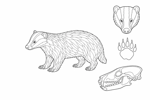 A European badger in side view, with separate studies of its head, track and skull.